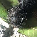 My Insect Collection (993720)