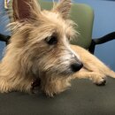 Atti Exploring the Office (997466)