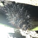 My Insect Collection (994313)