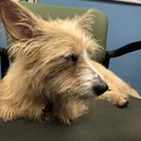 Atti Exploring the Office (996568)