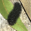 My Insect Collection (995635)