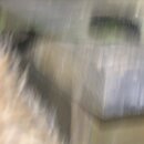 Atti Finds an Asp (993755)