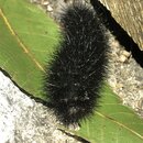 My Insect Collection (995196)