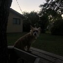 Atticus Finch! (993467)