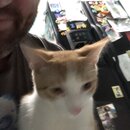 Feeding the Neighbor's Kittens (995232)