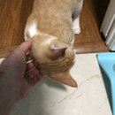 Feeding the Neighbor's Kittens (994428)