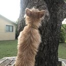 Atticus Finch! (996017)