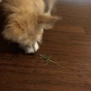 Atticus Finch! (996604)