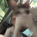 Feeding the Neighbor's Kittens (995106)