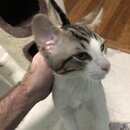 Feeding the Neighbor's Kittens