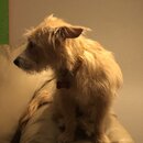 Atticus Finch! (997454)