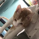 Feeding the Neighbor's Kittens (994663)