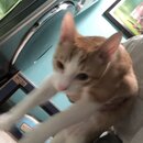 Feeding the Neighbor's Kittens (994405)