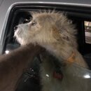 Atticus Finch! (996478)