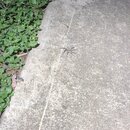 Some Random House Pics (994827)