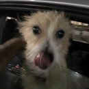 Atticus Finch! (997438)