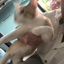 Feeding the Neighbor's Kittens (996825)