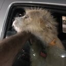 Atticus Finch! (997350)