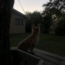 Atticus Finch! (994594)