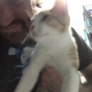 Feeding the Neighbor's Kittens (995431)