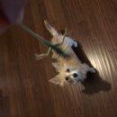 Atticus Finch! (995859)