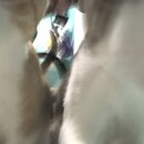 Feeding the Neighbor's Kittens (996363)