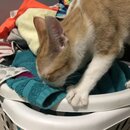 Feeding the Neighbor's Kittens (996332)