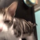 Feeding the Neighbor's Kittens (997397)