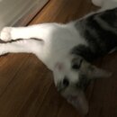 Feeding the Neighbor's Kittens (996552)