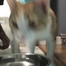 Feeding the Neighbor's Kittens (997503)