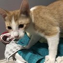 Feeding the Neighbor's Kittens (996124)