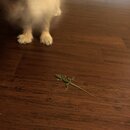 Atticus Finch! (996377)