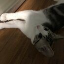 Feeding the Neighbor's Kittens (994826)