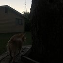 Atticus Finch! (993562)