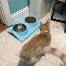 Feeding the Neighbor's Kittens (996831)