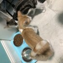 Feeding the Neighbor's Kittens (996249)