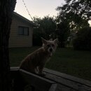 Atticus Finch! (994761)