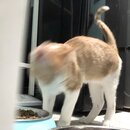 Feeding the Neighbor's Kittens (996058)