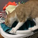 Feeding the Neighbor's Kittens (997624)