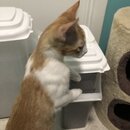 Feeding the Neighbor's Kittens (993502)