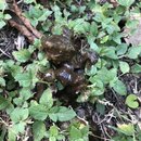 Tracking Atti's Intestinal Illness (997249)