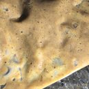 Tracking Atti's Intestinal Illness (995206)