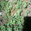 Tracking Atti's Intestinal Illness (994507)