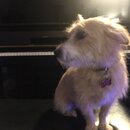 Atticus Finch! (993572)