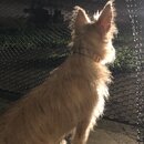 Atticus Finch! (995108)