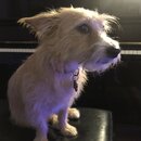 Atticus Finch! (995783)