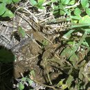 Tracking Atti's Intestinal Illness (996166)