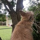 Rachel and Atti (993600)