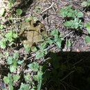 Tracking Atti's Intestinal Illness (996836)