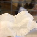 Blackhead Removal Experimentation (997094)